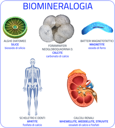 biomineralogia