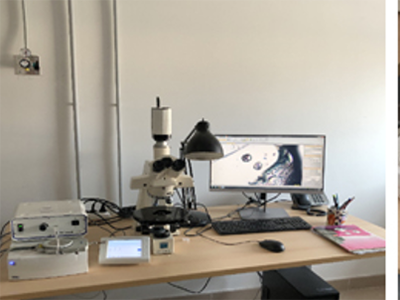 Fluid and melt inclusions